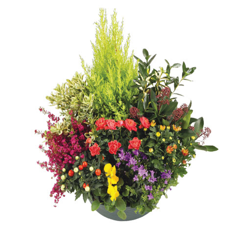 coupe-de-plante-vivaldi
