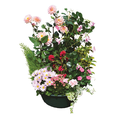 coupe-plantes-vivaldi