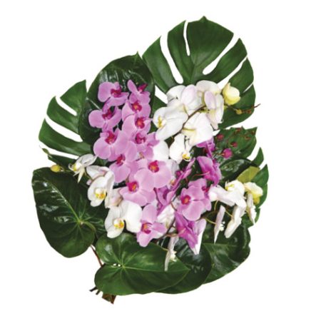 gerbe-phalaenopsis