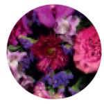 Rose violet