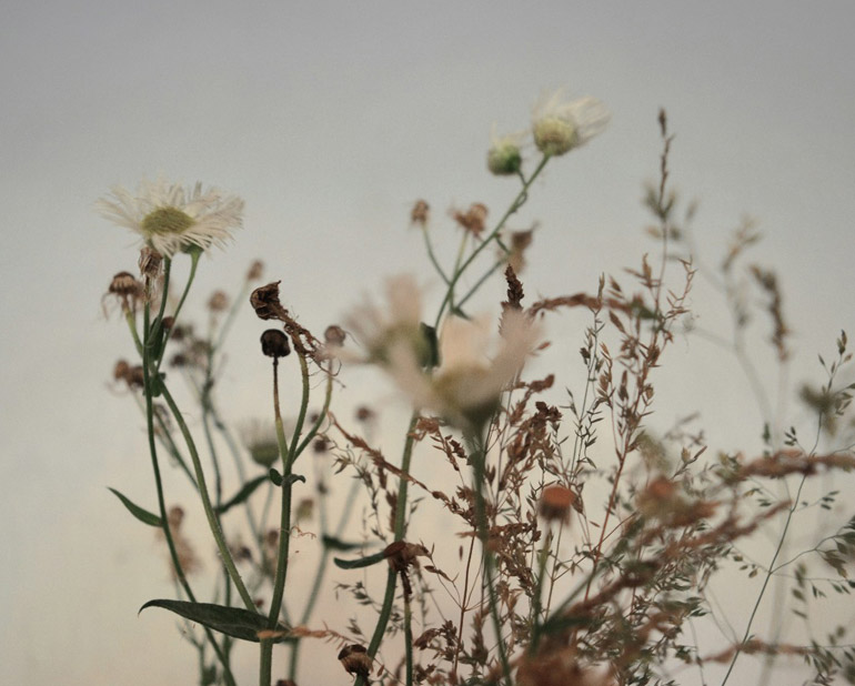 cremation fleurs