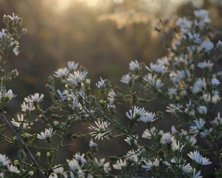 fleurs blanches