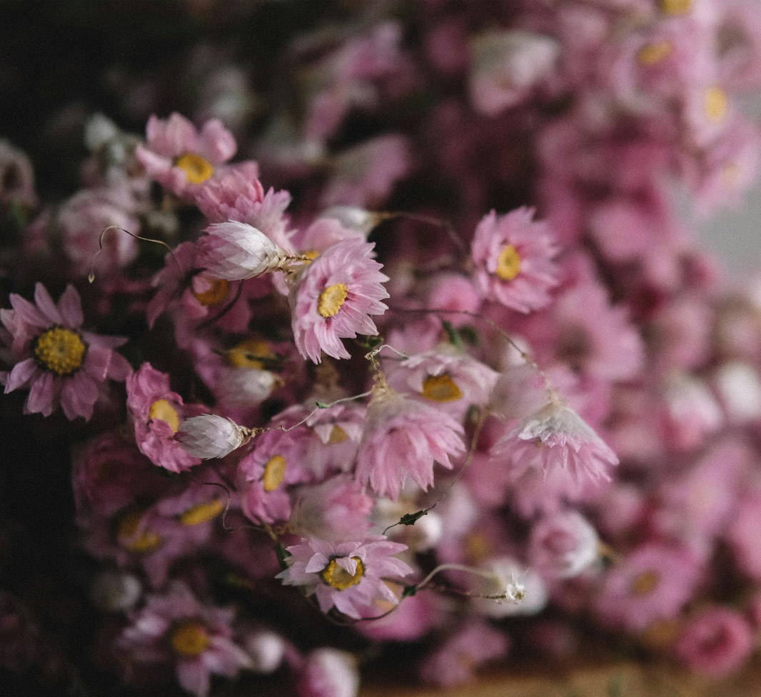 fleurs roses