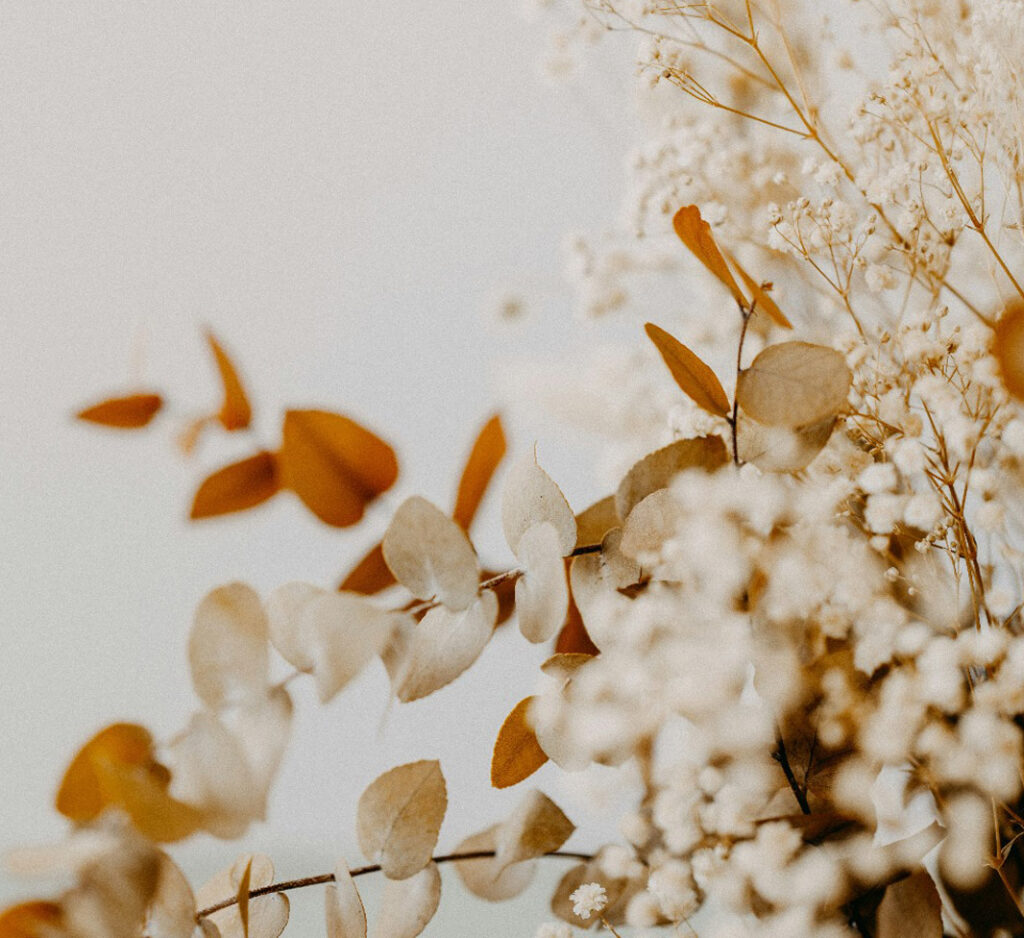 fleurs sechees