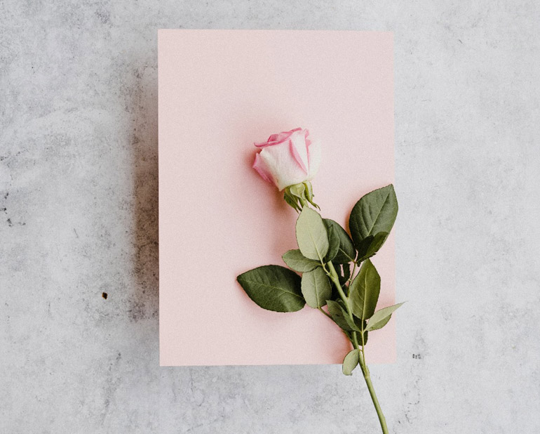 rose sur une feuille rose